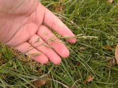 Bromus pitensis