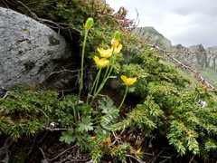 Ranunculus ollissiponensis