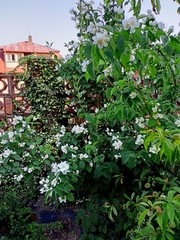 Philadelphus × virginalis