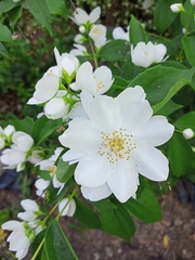 Philadelphus × virginalis