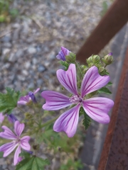 Malva sylvestris