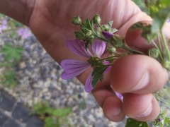 Malva sylvestris