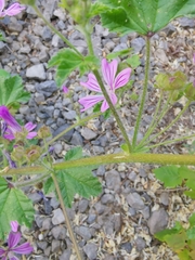 Malva sylvestris