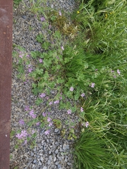 Malva sylvestris