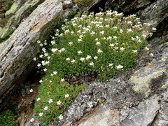 Saxifraga pentadactylis willkommiana