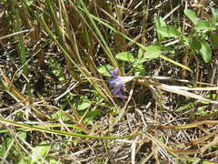 Brodiaea terrestris terrestris