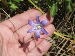 Brodiaea terrestris terrestris
