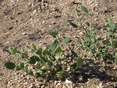 Chenopodium atrovirens
