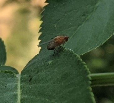 photo of Lauxaniid Flies (Lauxaniidae)