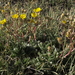 Combleaf Cinquefoil - Photo (c) Jim Morefield, some rights reserved (CC BY), uploaded by Jim Morefield