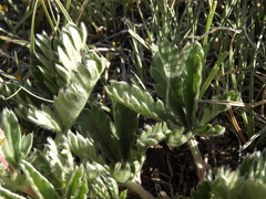 Potentilla gracilis elmeri