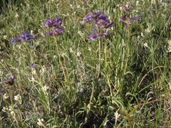 Penstemon heterodoxus heterodoxus