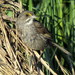 Seaside Sparrow - Photo (c) Joseph F. Pescatore, some rights reserved (CC BY-ND)