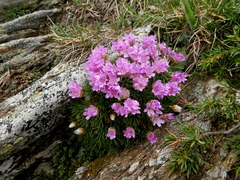 Armeria caespitosa