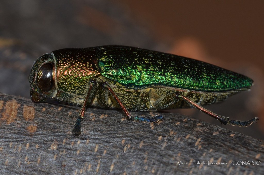 Lampetis cyanitarsis