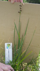 Juncus phaeocephalus phaeocephalus