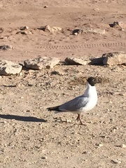 Chroicocephalus maculipennis