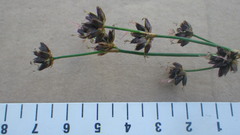 Juncus phaeocephalus phaeocephalus