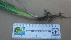 Juncus phaeocephalus phaeocephalus