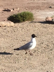 Chroicocephalus maculipennis