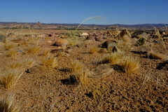 Stipagrostis subacaulis