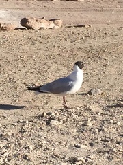 Chroicocephalus maculipennis