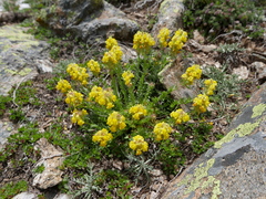Linaria saxatilis