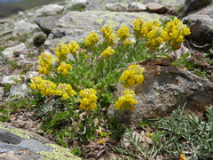 Linaria saxatilis