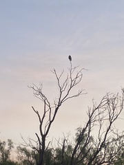 Athene cunicularia
