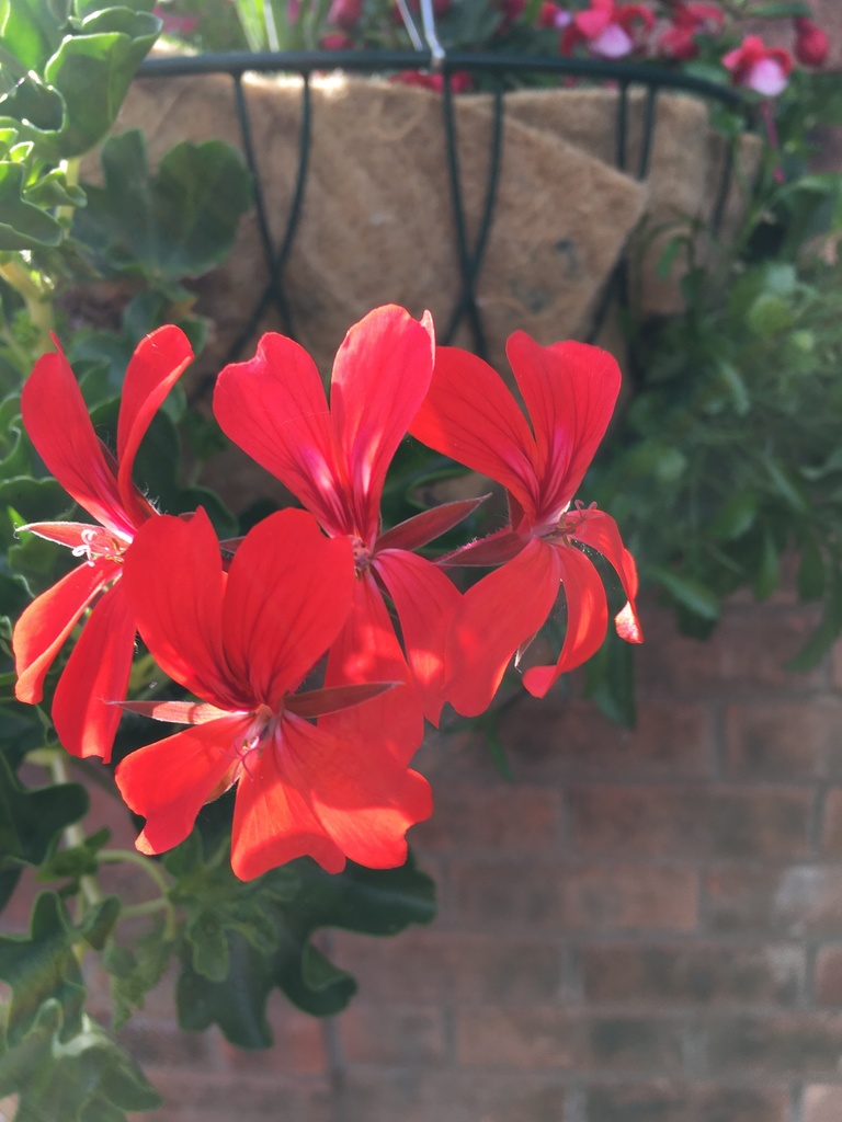 ivy geranium from Gardners Meadow, Bewdley, England, GB on June 16