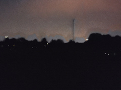 Photinus signaticollis