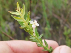 Struthiola myrsinites