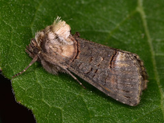 Abrostola agnorista