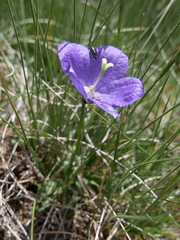 Campanula herminii