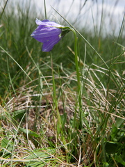 Campanula herminii