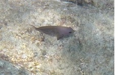 Stegastes rectifraenum