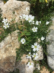 Cerastium soleirolii
