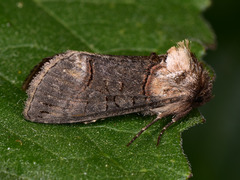 Abrostola agnorista