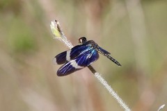 Zenithoptera lanei