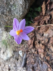 Crocus corsicus