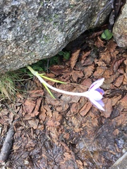 Crocus corsicus