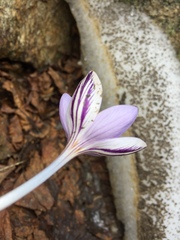 Crocus corsicus