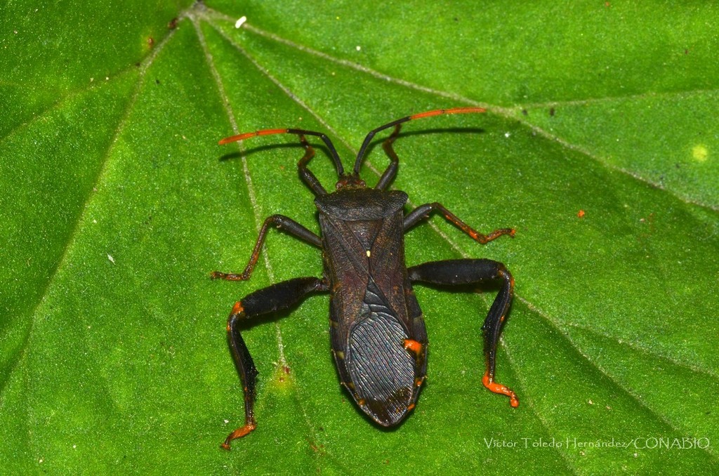 Mozena ventralis