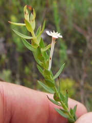 Struthiola myrsinites