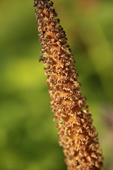 Equisetum telmateia telmateia