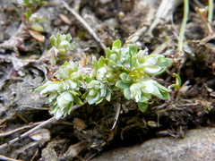 Paronychia polygonifolia