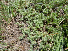 Paronychia polygonifolia