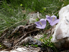 Campanula herminii