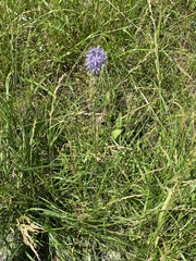 Camassia angusta