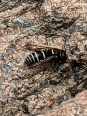 Ancistrocerus waldenii